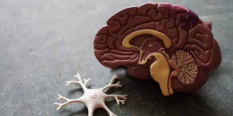 Understanding How Addiction Affects the Brain