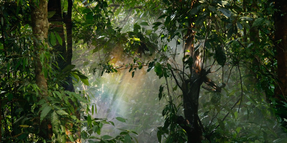 The Profound Healing Benefits of Nature