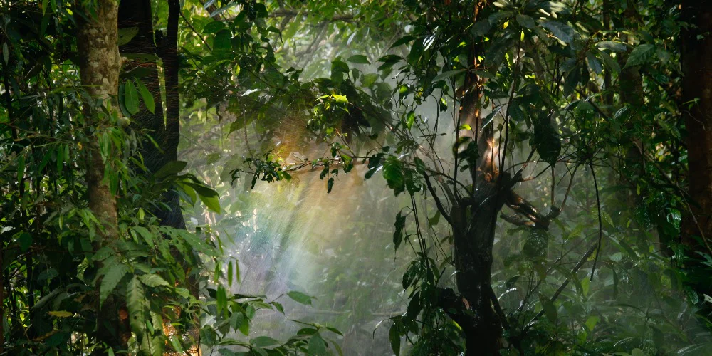 The Profound Healing Benefits of Nature The Profound Healing Benefits of Nature