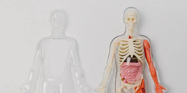 How Long Does Alcohol Stay In Your System?