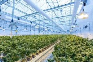 A medical Cannabis Farm