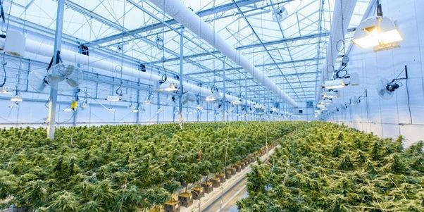 A medical Cannabis Farm