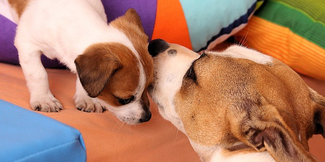 Pet therapy in addiction recovery