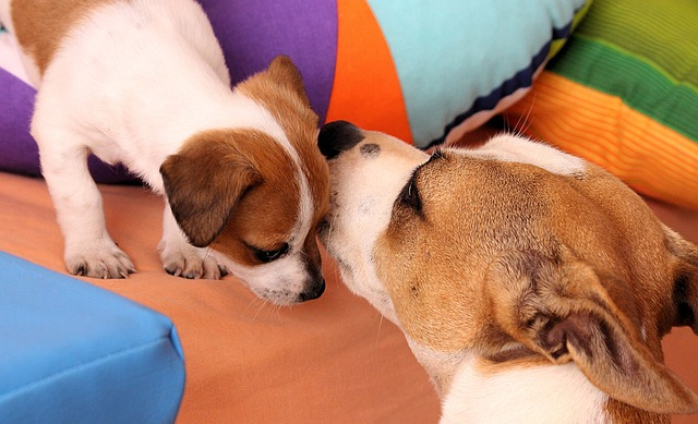 Pet therapy in addiction recovery Pet therapy in addiction recovery