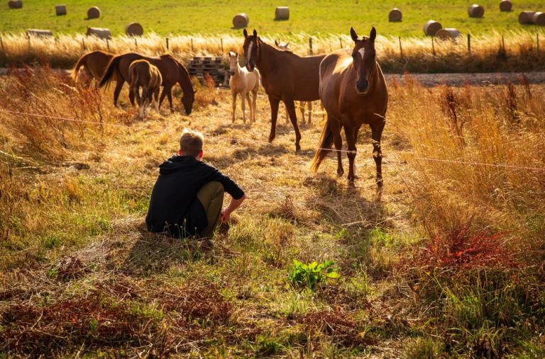 Equine Therapy shown with a persons at with horses