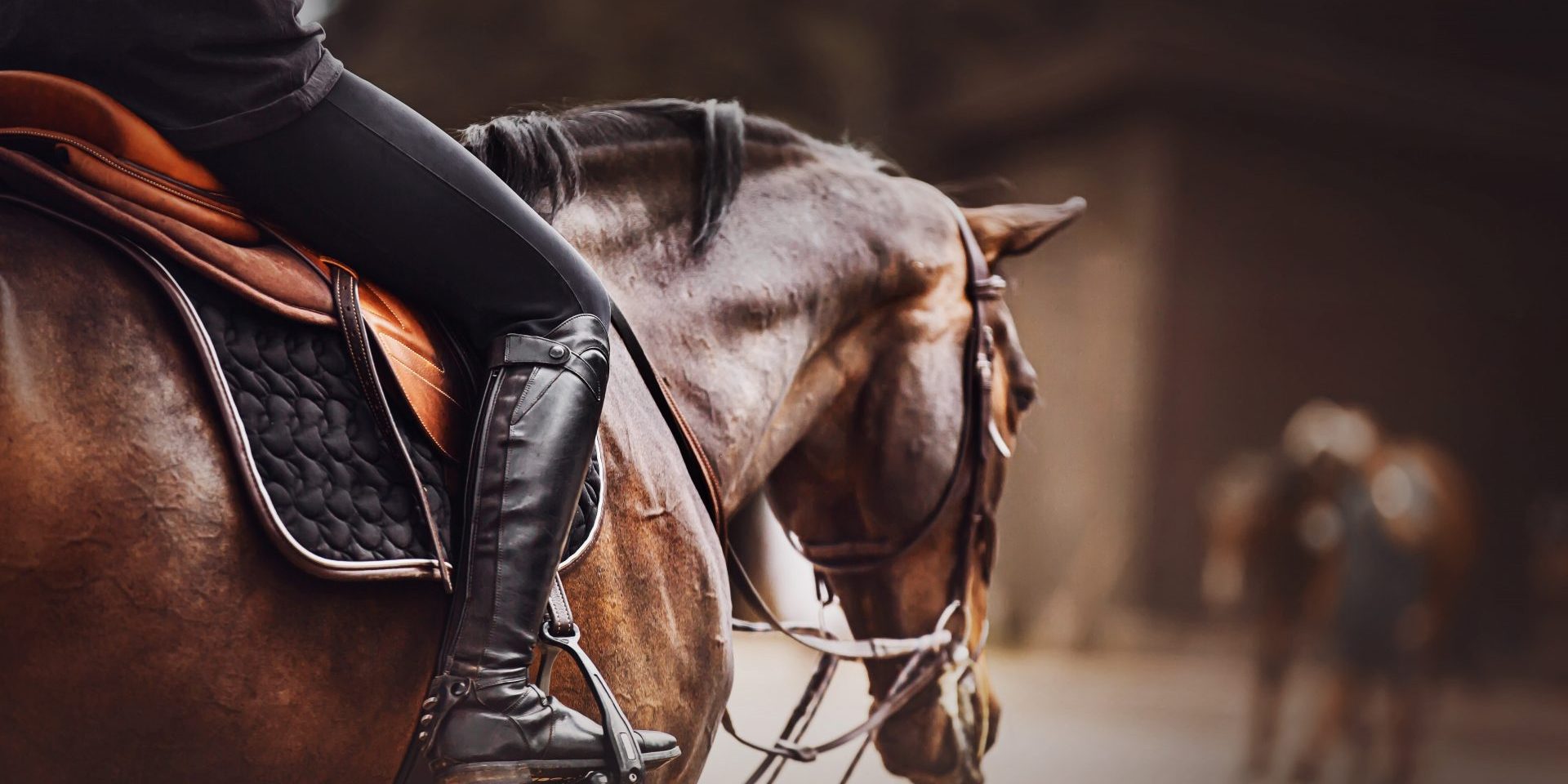 A,Rider,Is,Sitting,On,A,Bay,Horse,In,The Horse with a rider on it