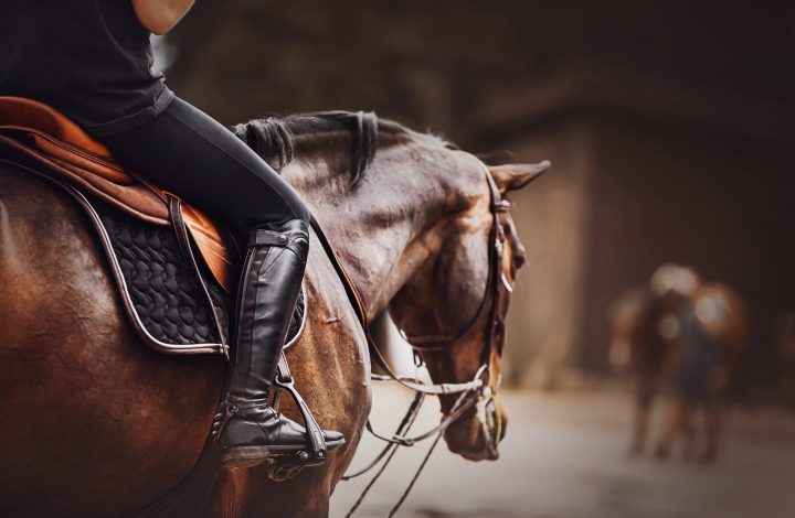 A,Rider,Is,Sitting,On,A,Bay,Horse,In,The Horse with a rider on it