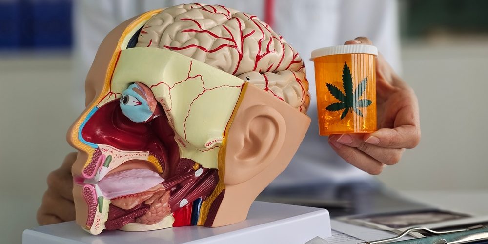 Model,Of,Human,Brain,With,Nerves,And,Marijuana,In,The brain model next to cannabis