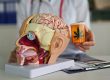 brain model next to cannabis