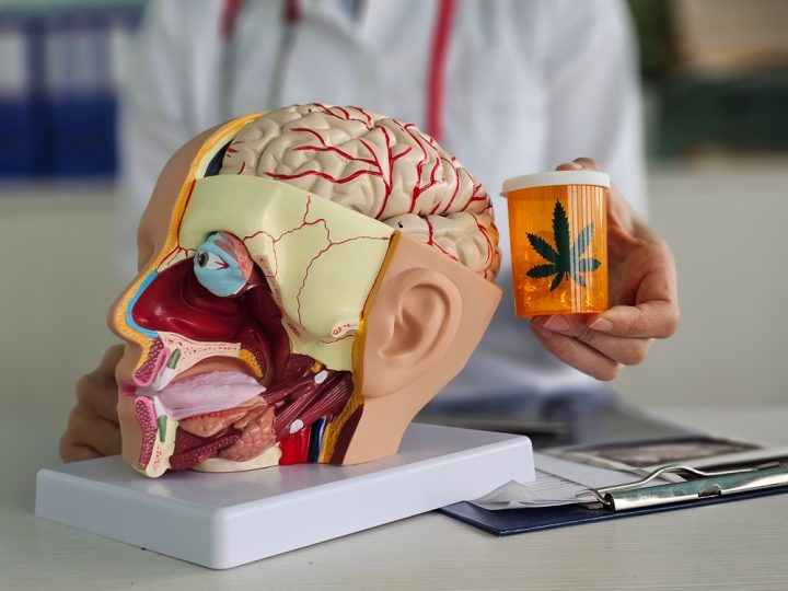 Model,Of,Human,Brain,With,Nerves,And,Marijuana,In,The brain model next to cannabis