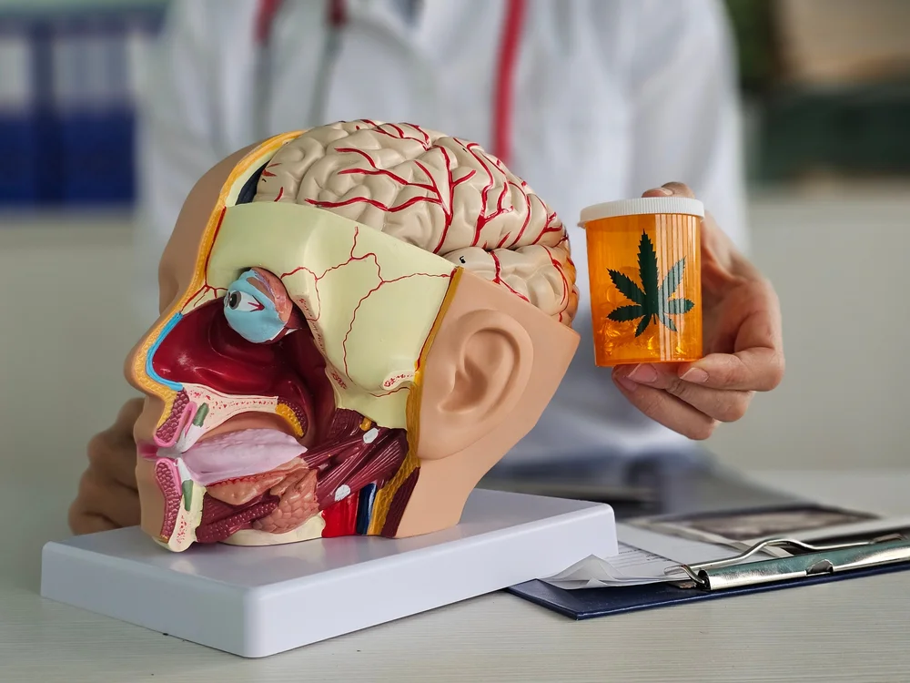 Model,Of,Human,Brain,With,Nerves,And,Marijuana,In,The brain model next to cannabis